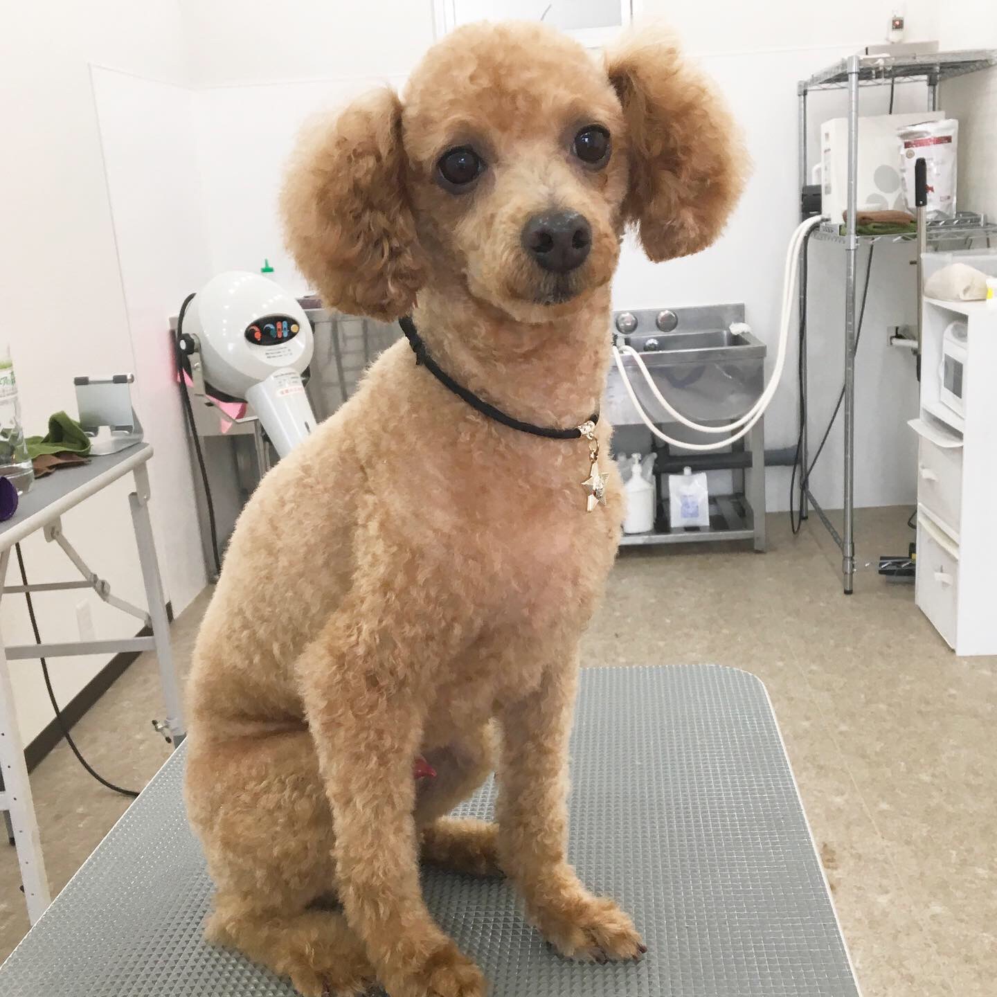 ポワレの可愛いお客様マルスくん Dog Salon Poware