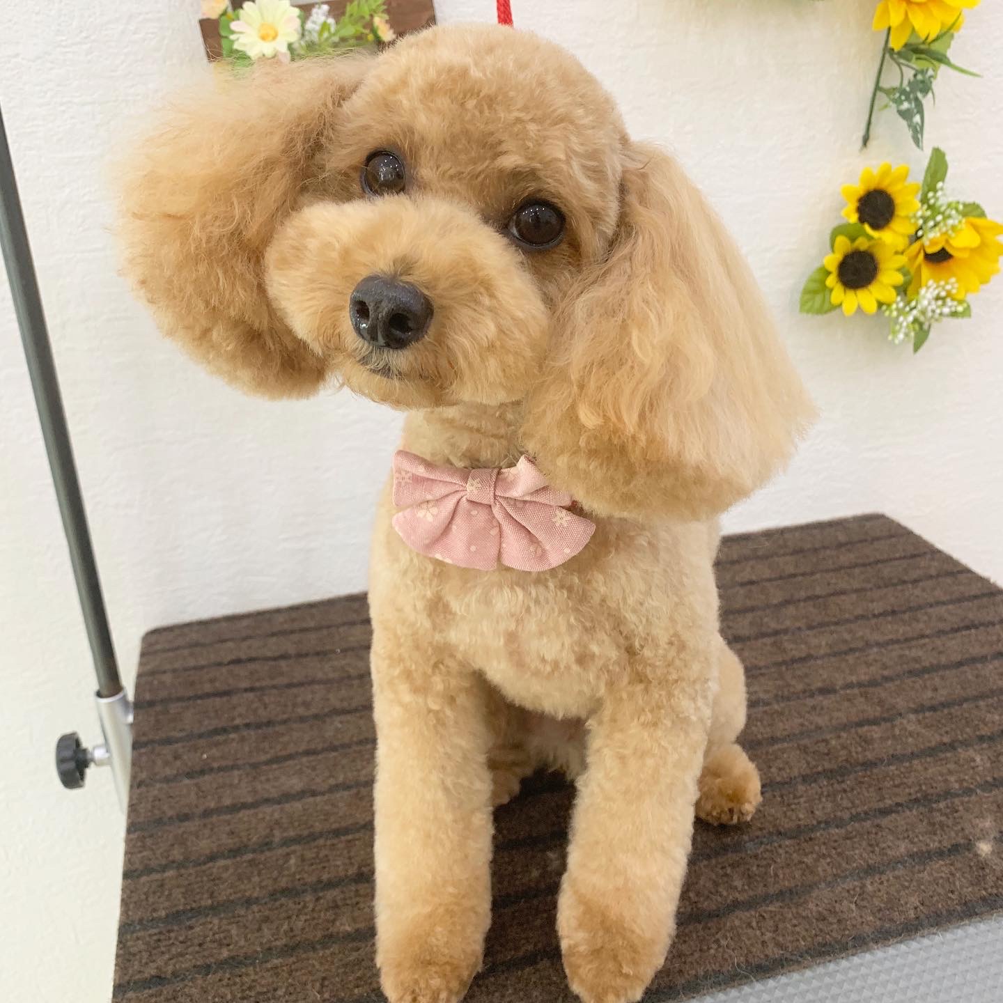 vintage dog ❀ * モヘアのほわほわ 可愛い プードルさん vintage dog ❀
